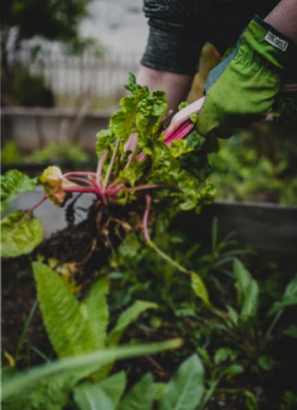 Farmers reached impact