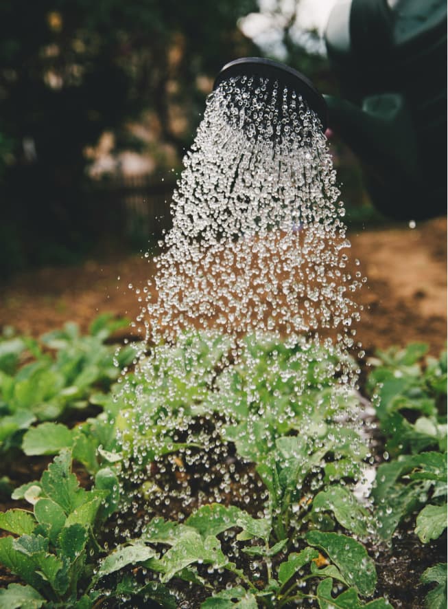 Integrated African Agricultural Business Alliance