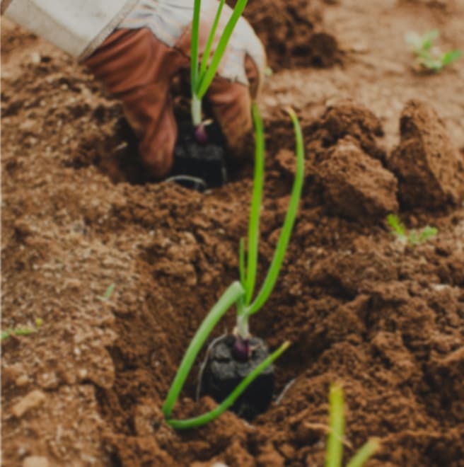 Participatory Guarantee Systems