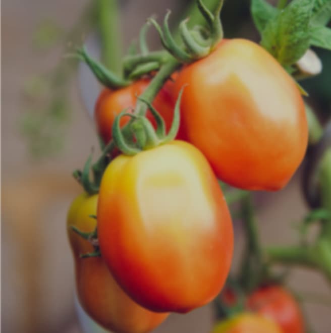 Organic agriculture policy briefs